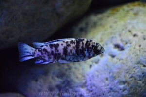 Metriaclima sp. 'zebra gold' Mundola Point
